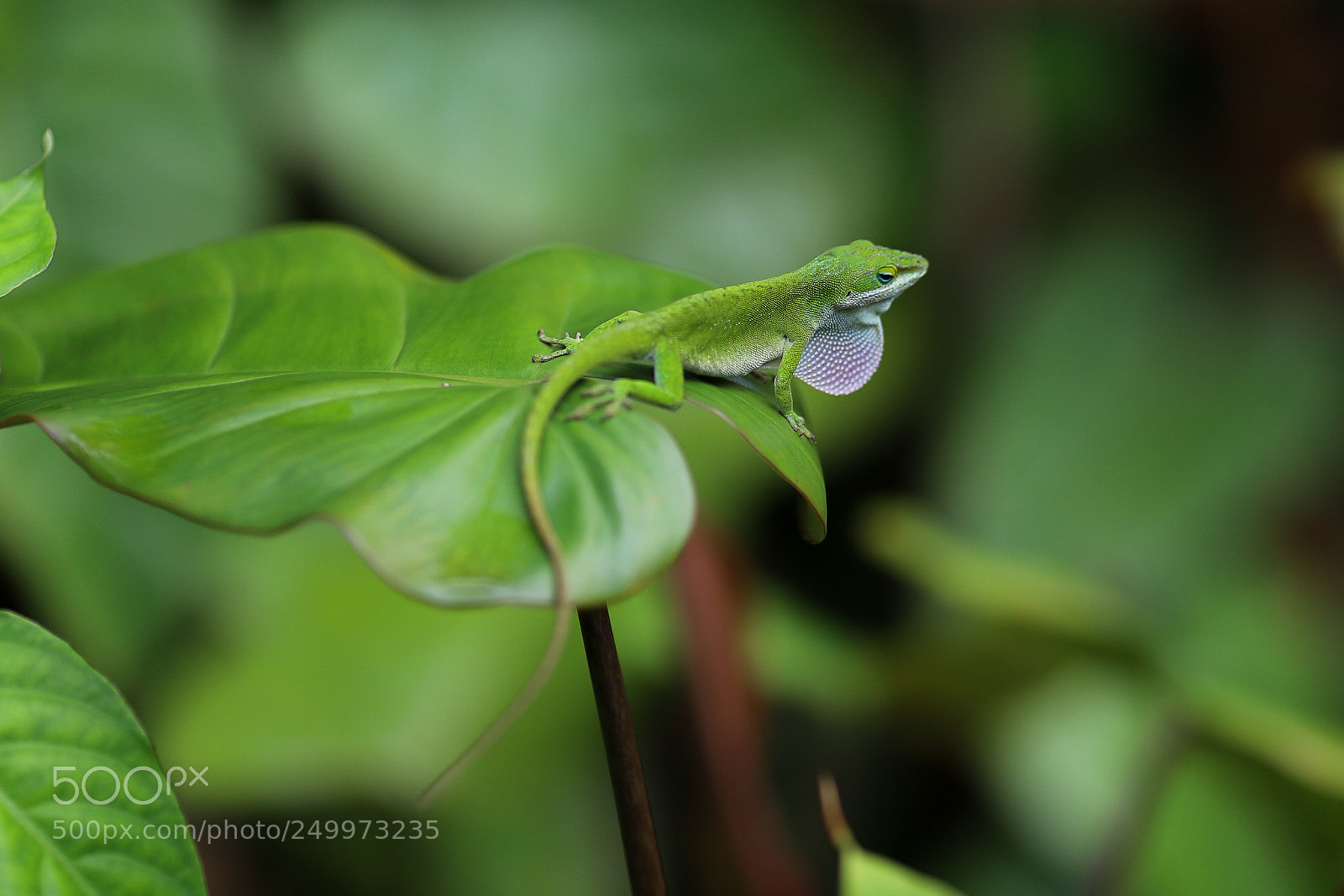 Canon EOS 6D Mark II sample photo. Anole photography