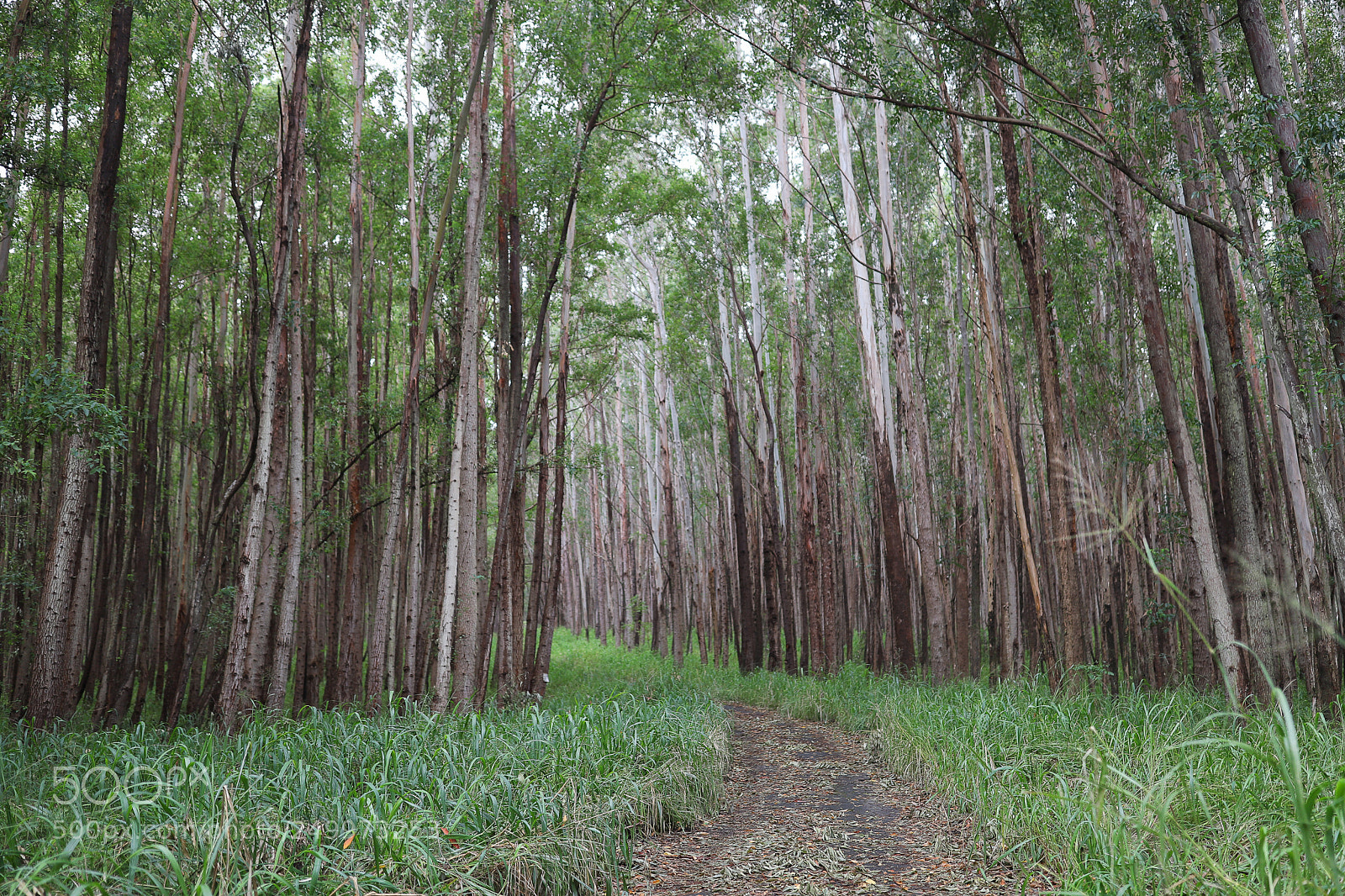 Canon EOS 6D Mark II sample photo. Path photography