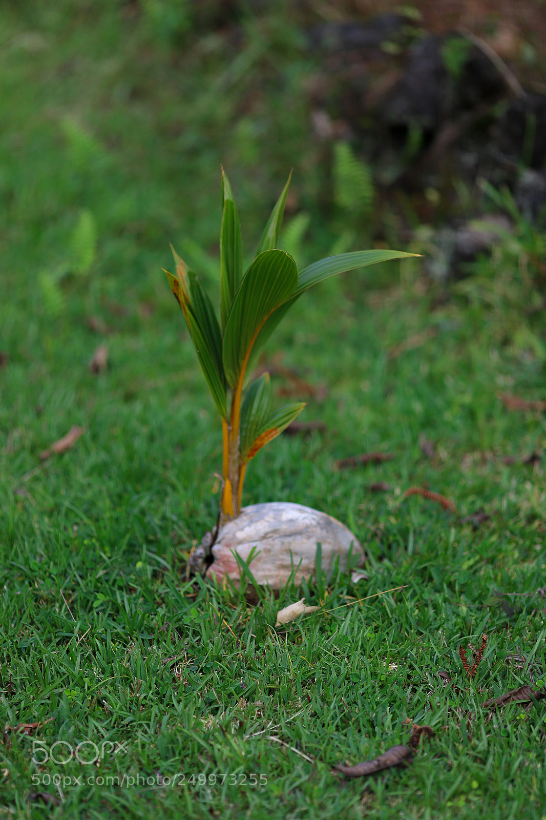 Canon EOS 6D Mark II sample photo. Coconut bunny photography
