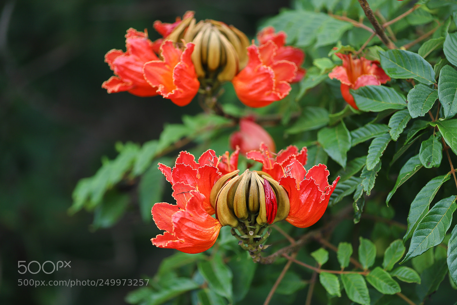 Canon EOS 6D Mark II sample photo. African tulip photography
