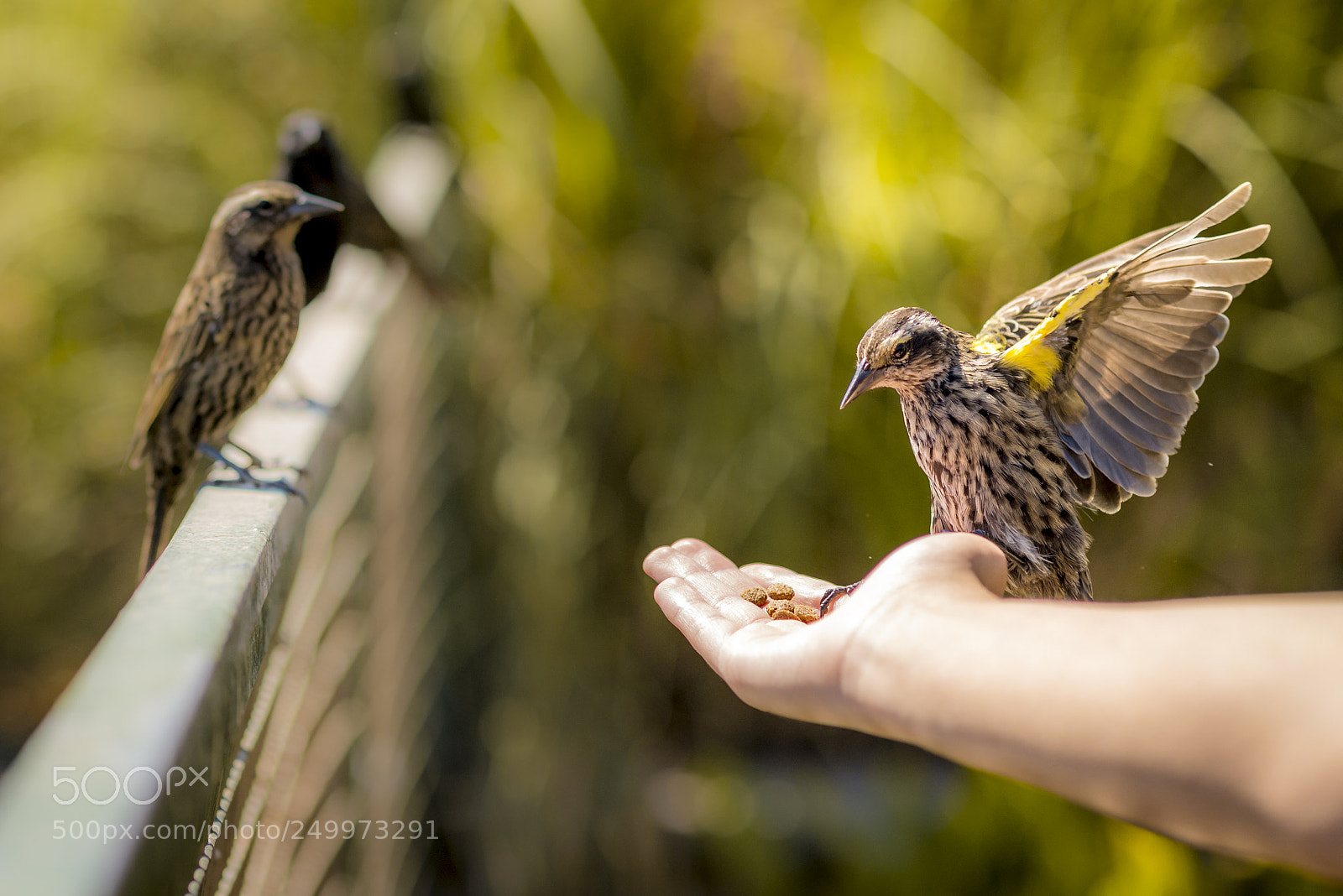 Nikon D610 sample photo. Bird! photography