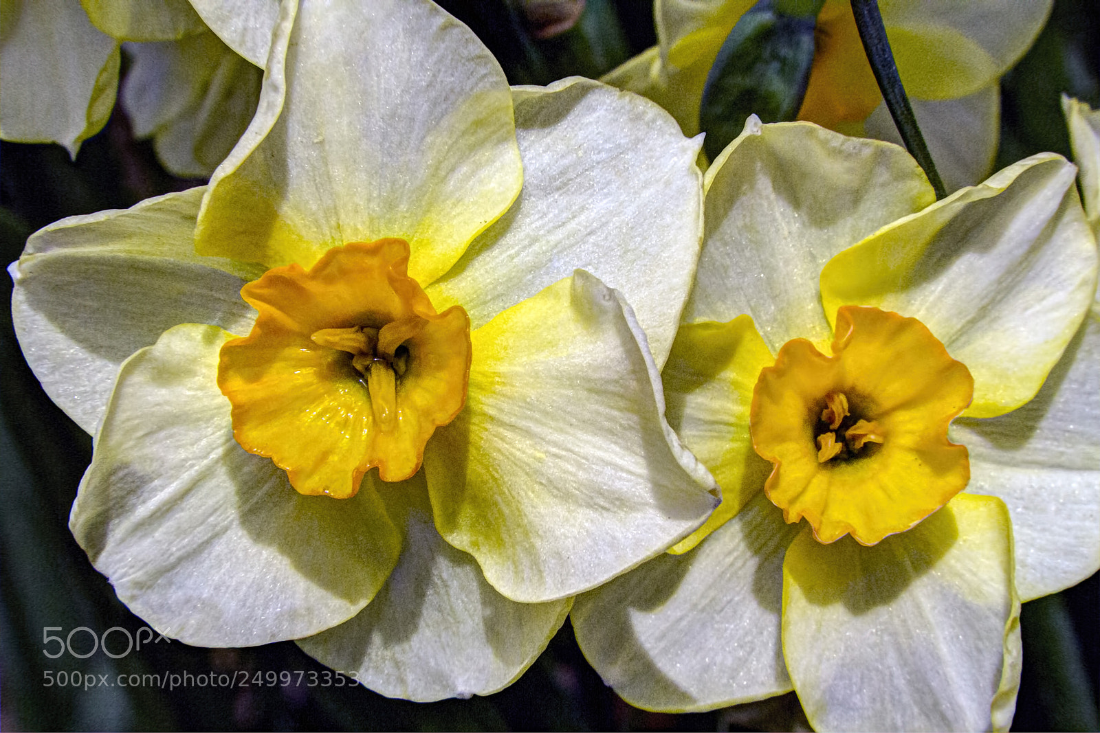 Canon EOS 7D sample photo. Jonquils photography