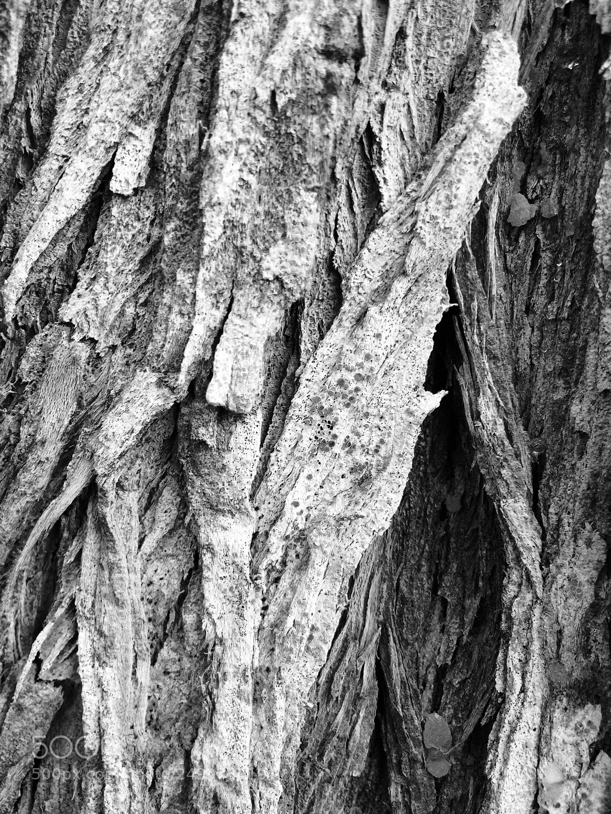 Apple iPhone 5s sample photo. B/w tree photography
