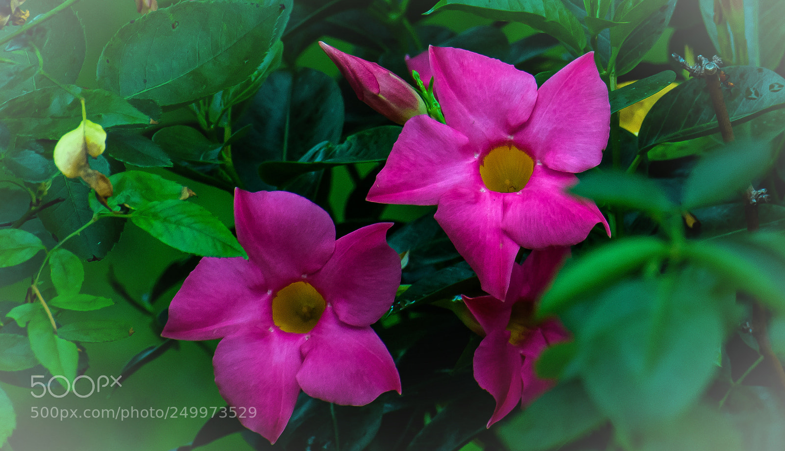 Nikon D810 sample photo. Alamandas!! photography