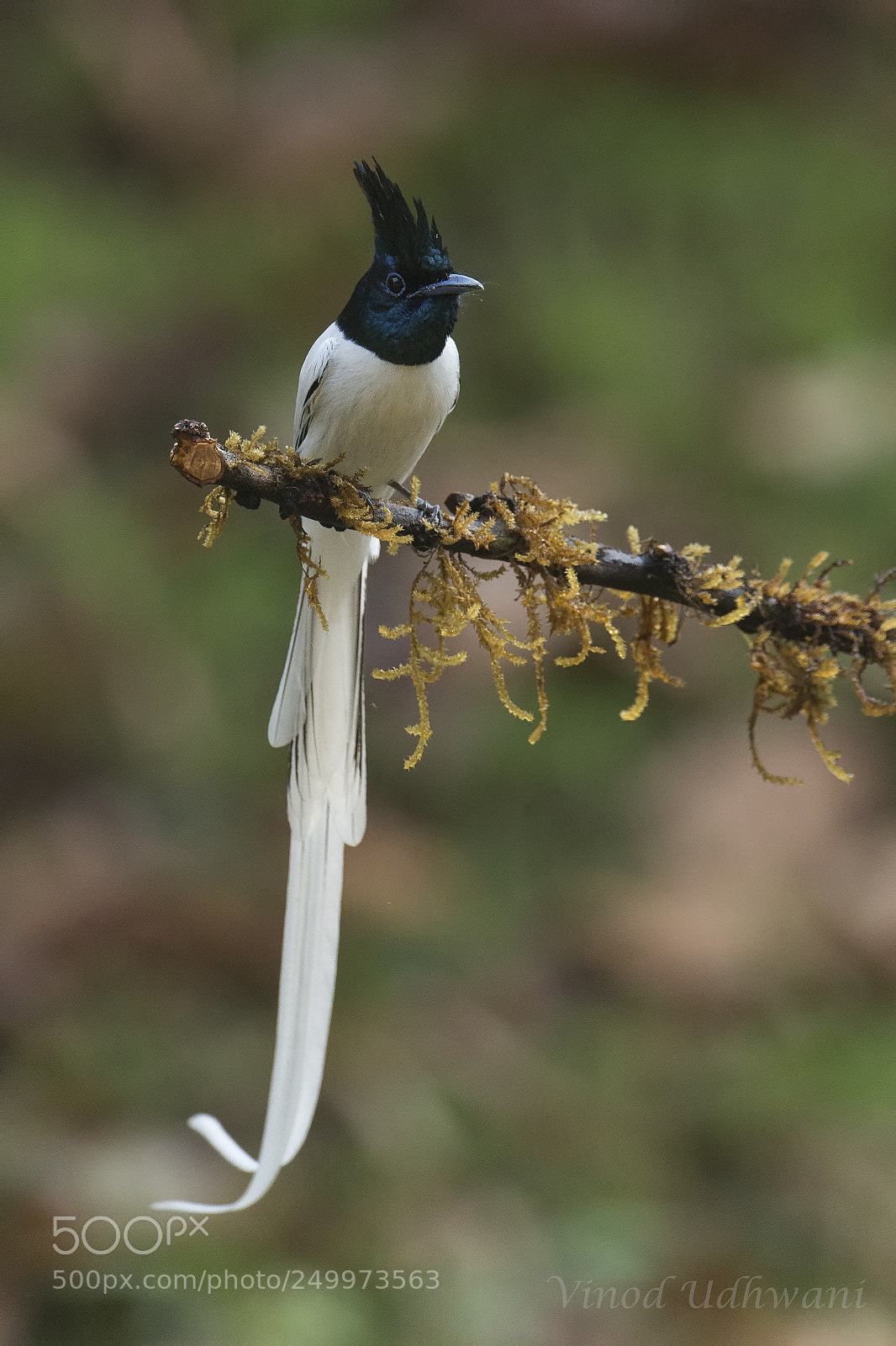 Canon EOS-1D X sample photo. The prince-asian paradise flycatcher photography