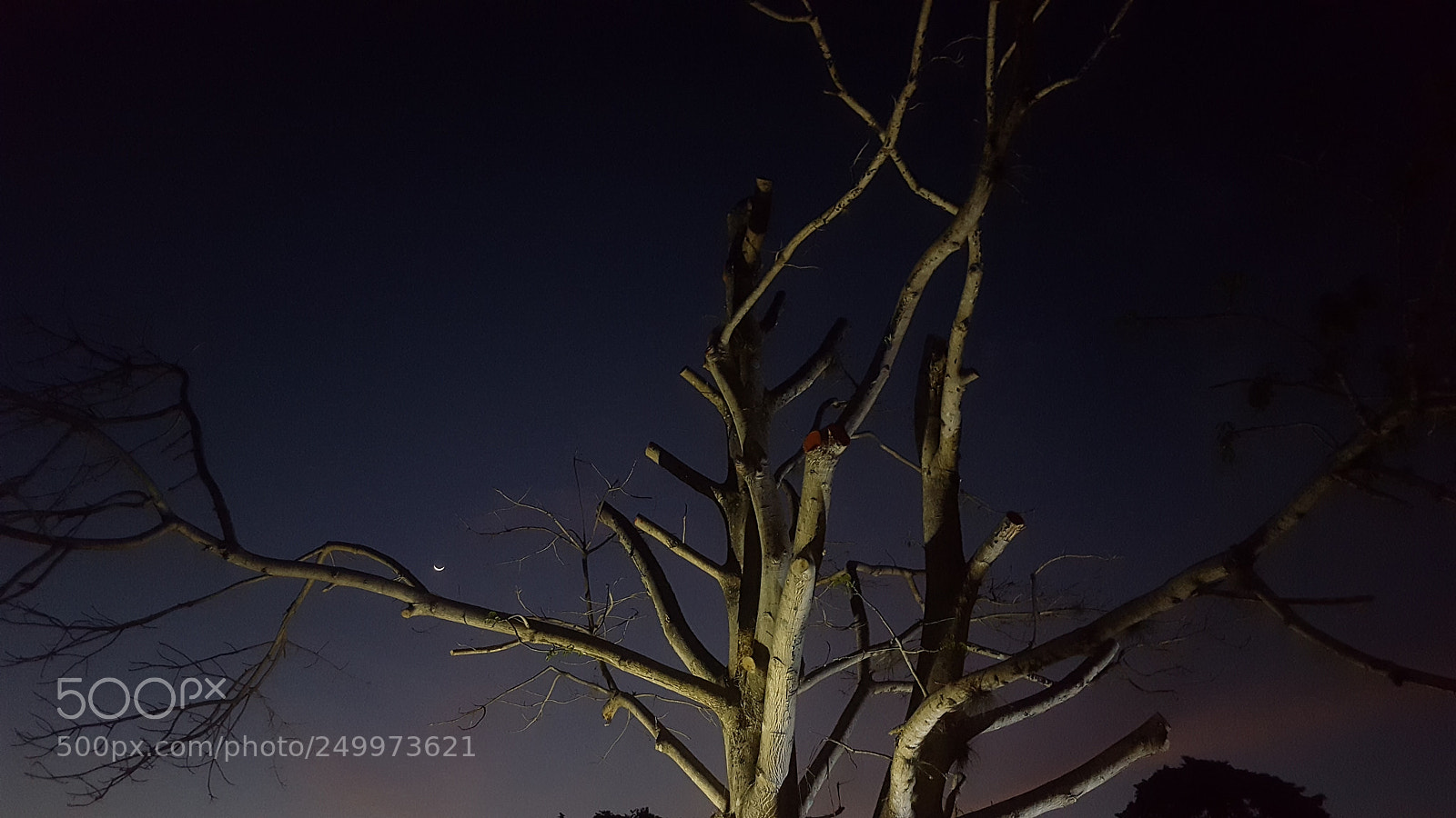 Samsung Galaxy S6 sample photo. Moon tree photography
