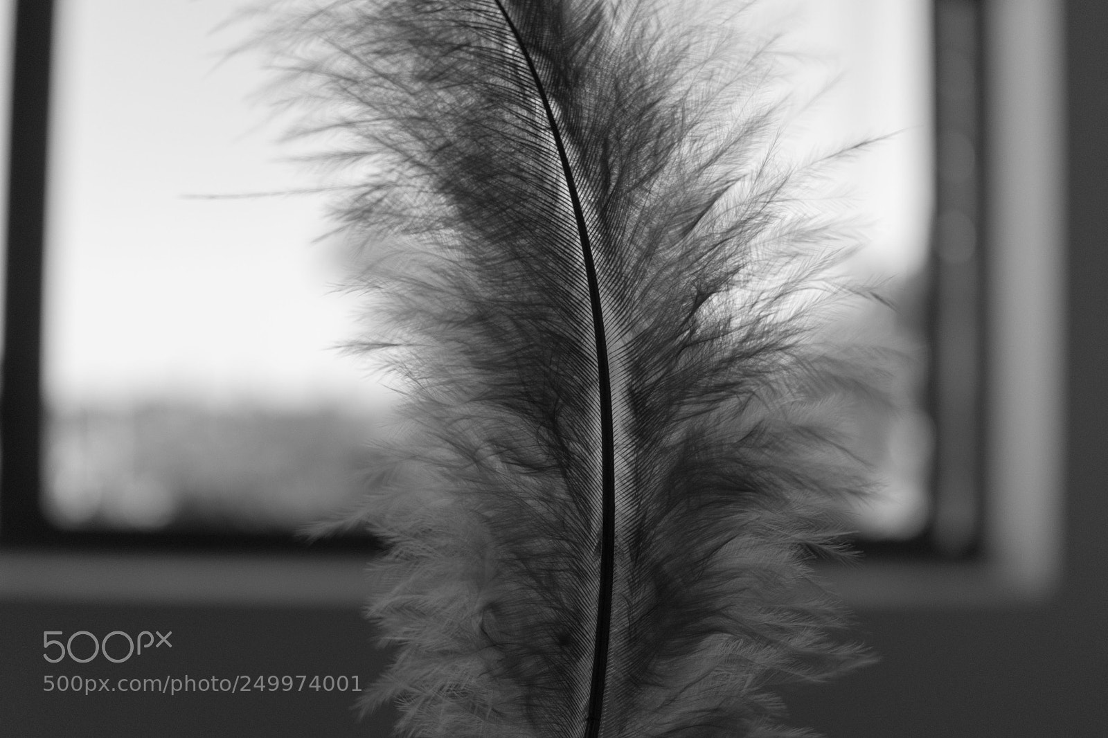 Nikon D5500 sample photo. Fluffy feather photography