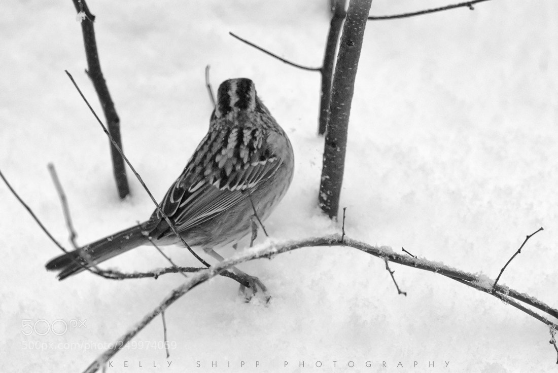 Nikon D200 sample photo. Sparrow in the snow photography