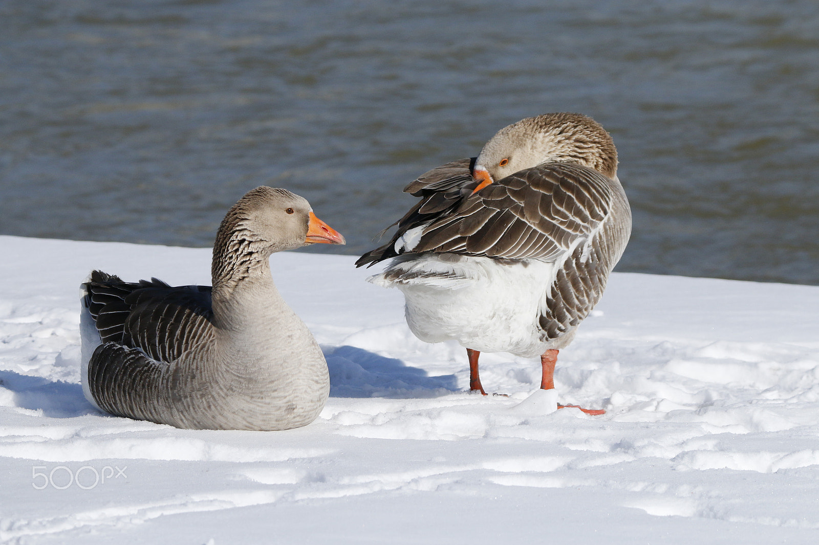 Tamron SP 150-600mm F5-6.3 Di VC USD sample photo. The wild goose rest photography