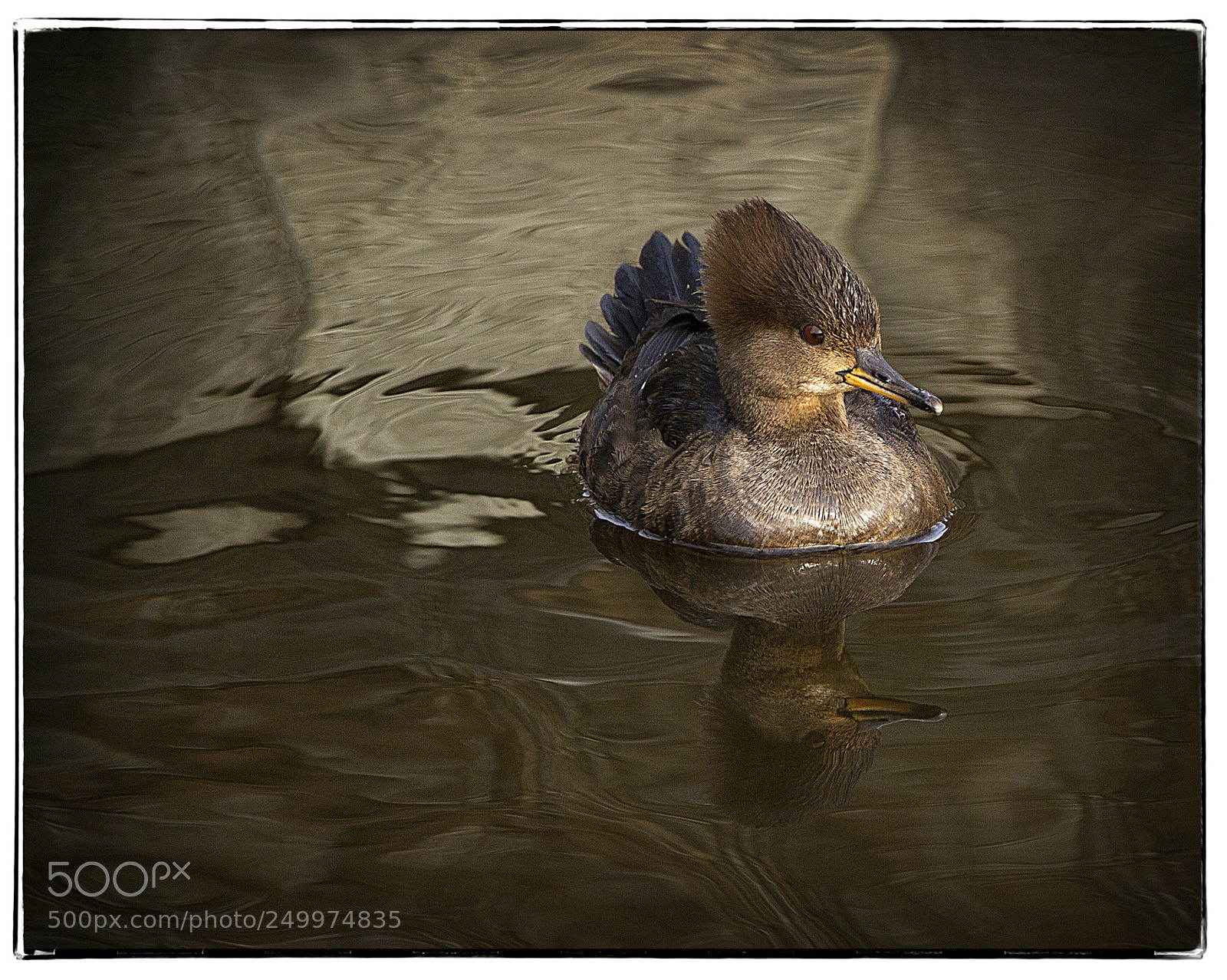 Canon EOS 7D sample photo. Red-breasted merganser  photography