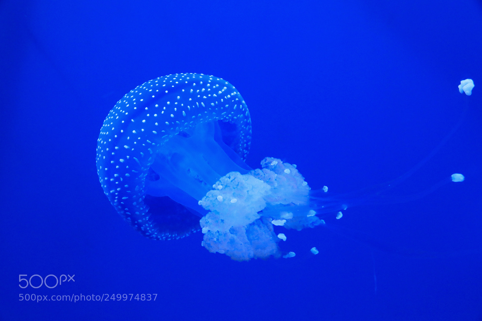 Canon EOS 5D Mark IV sample photo. Australian spotted jelly photography
