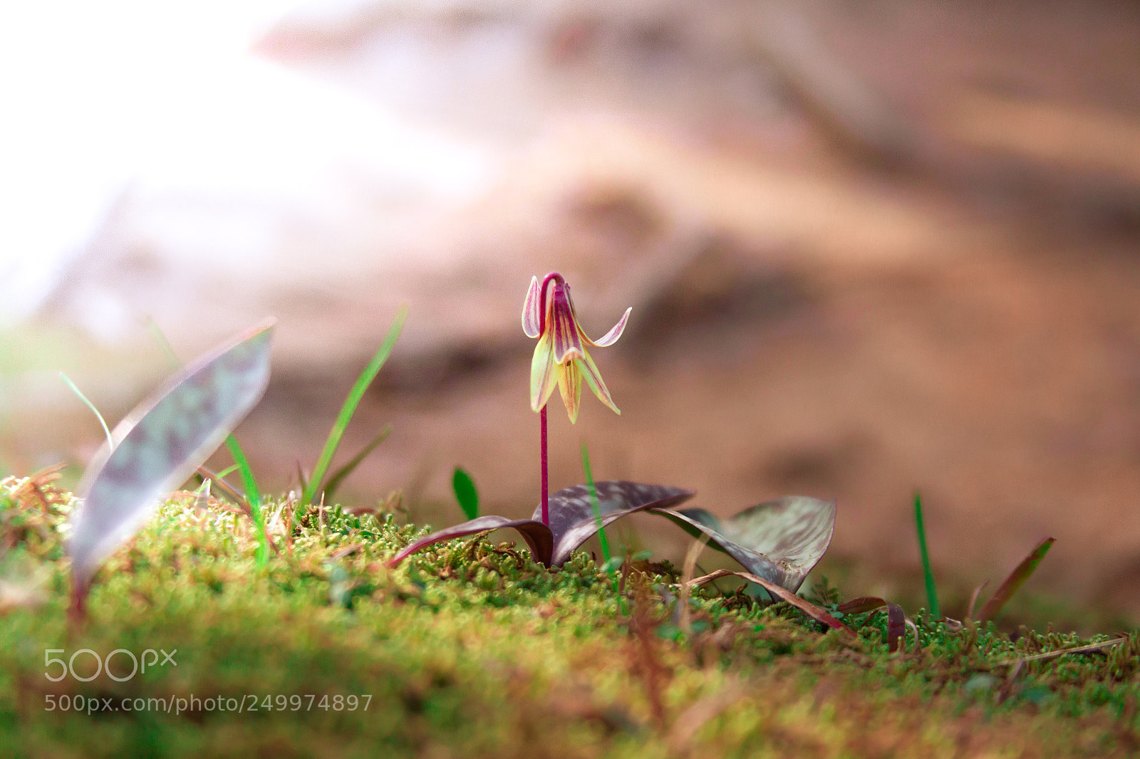 Canon EOS 7D sample photo. 20180317_2724.jpg photography