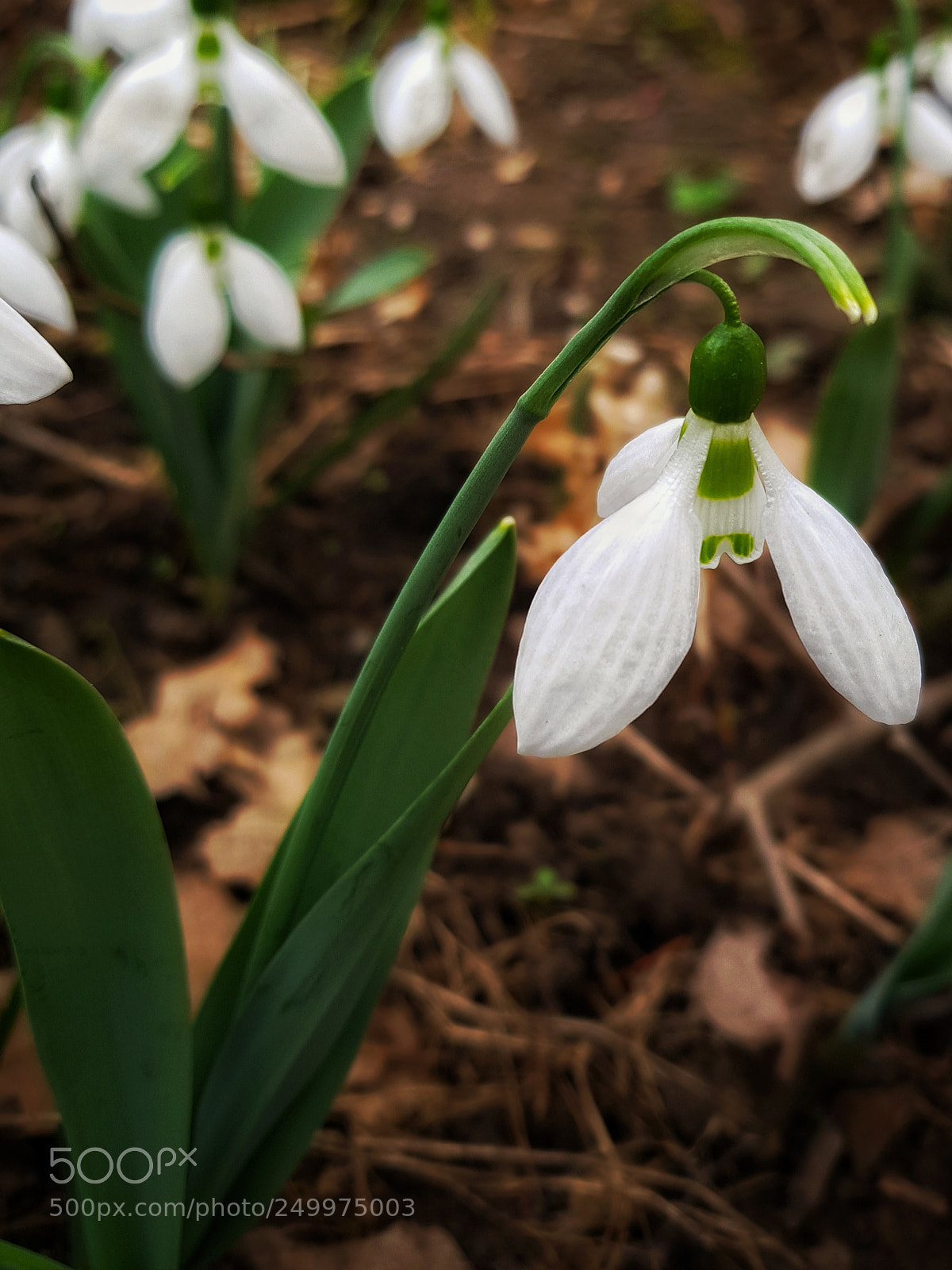 Samsung Galaxy S8 sample photo. Untitled photography