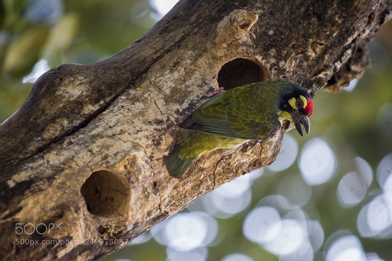 Canon EOS 1200D (EOS Rebel T5 / EOS Kiss X70 / EOS Hi) sample photo. Coppersmith barbet photography