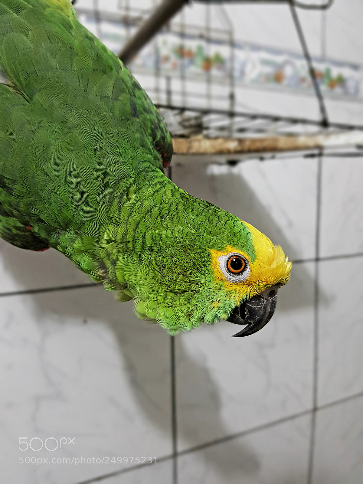 Samsung Galaxy S8+ sample photo. Papagaio photography