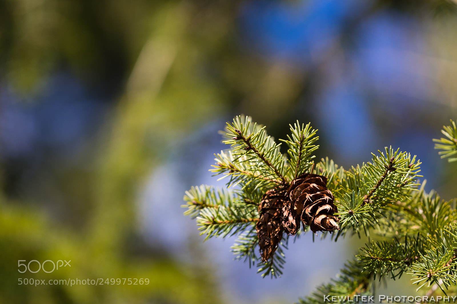 Canon EOS 80D sample photo. Pine cones photography