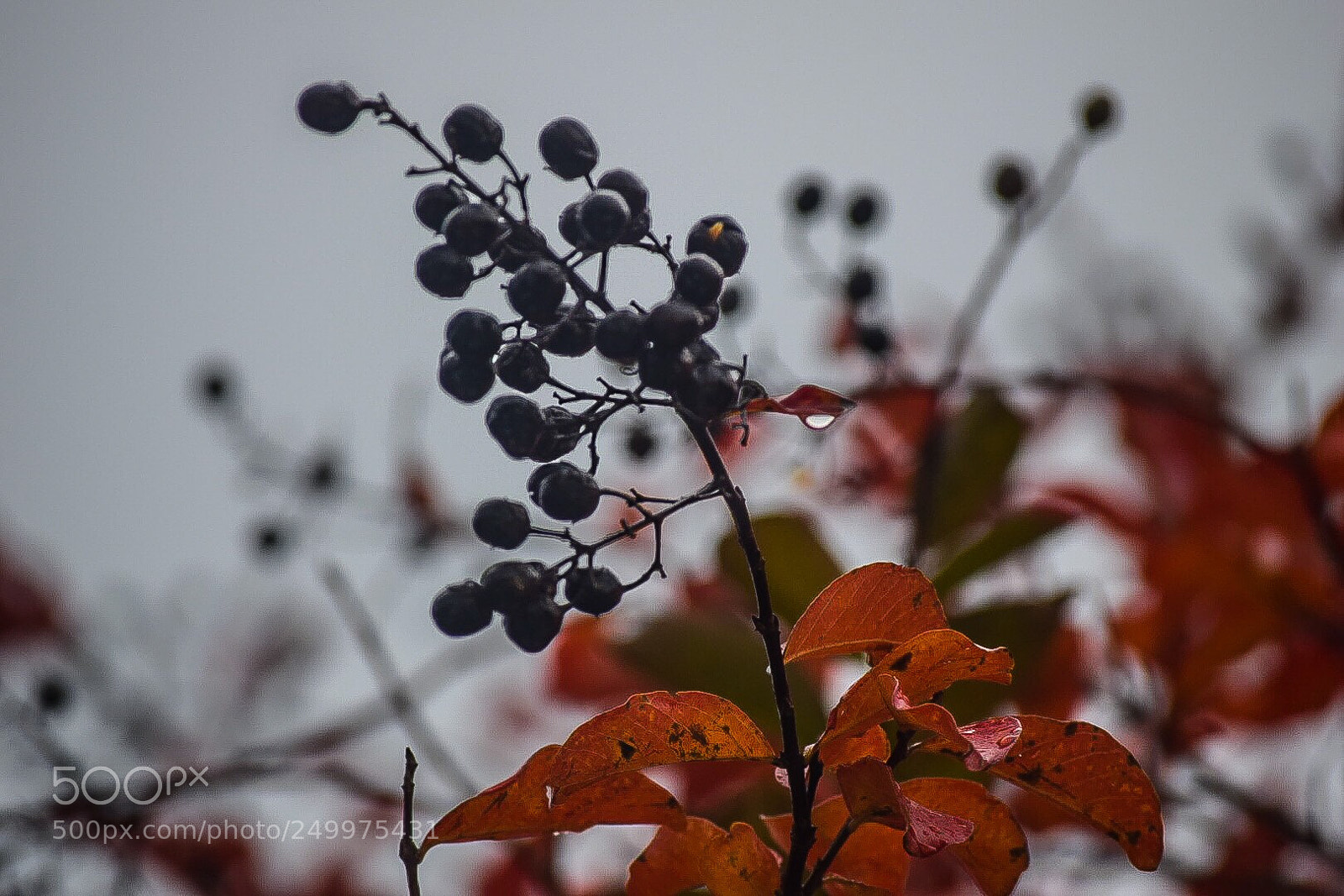 Nikon D3300 sample photo. Untitled photography