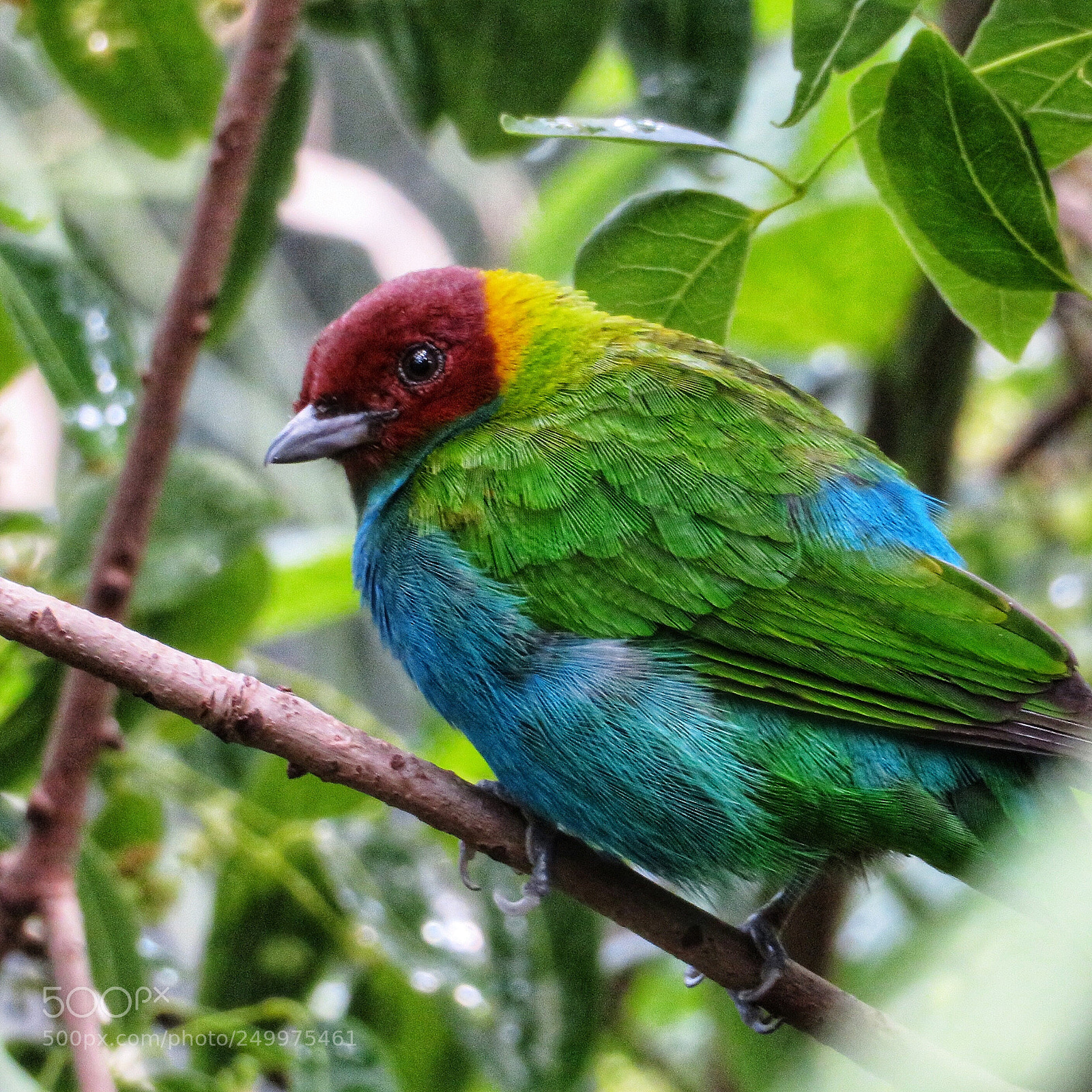 Canon PowerShot SX720 HS sample photo. Bay-headed tanager photography