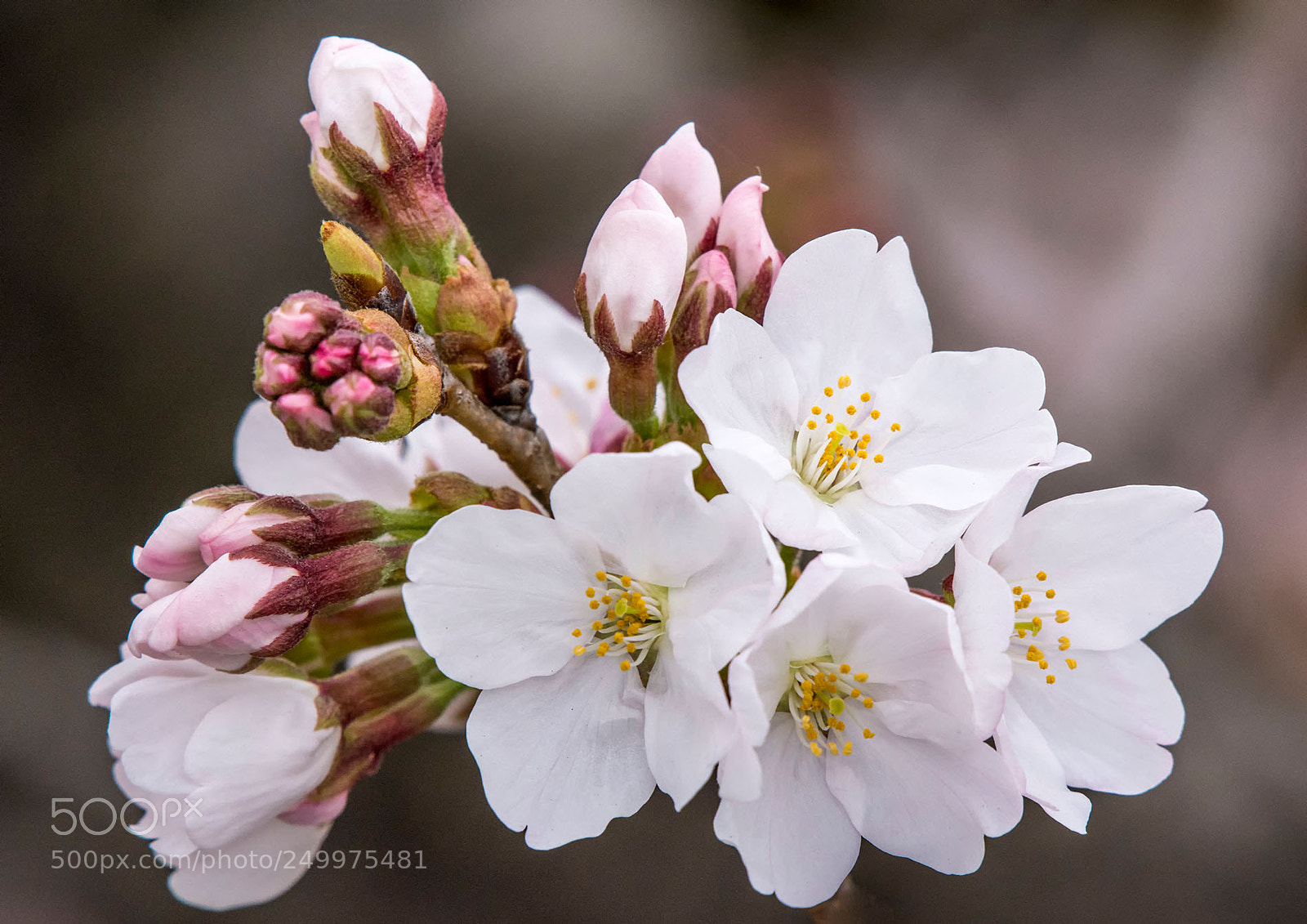 Nikon D7200 sample photo. Begin to bloom photography