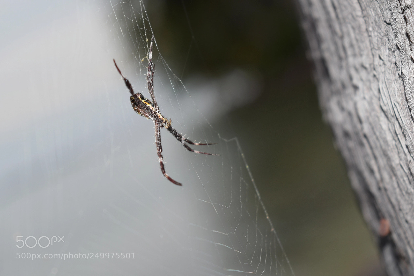 Nikon D3300 sample photo. Spider unbuilt photography