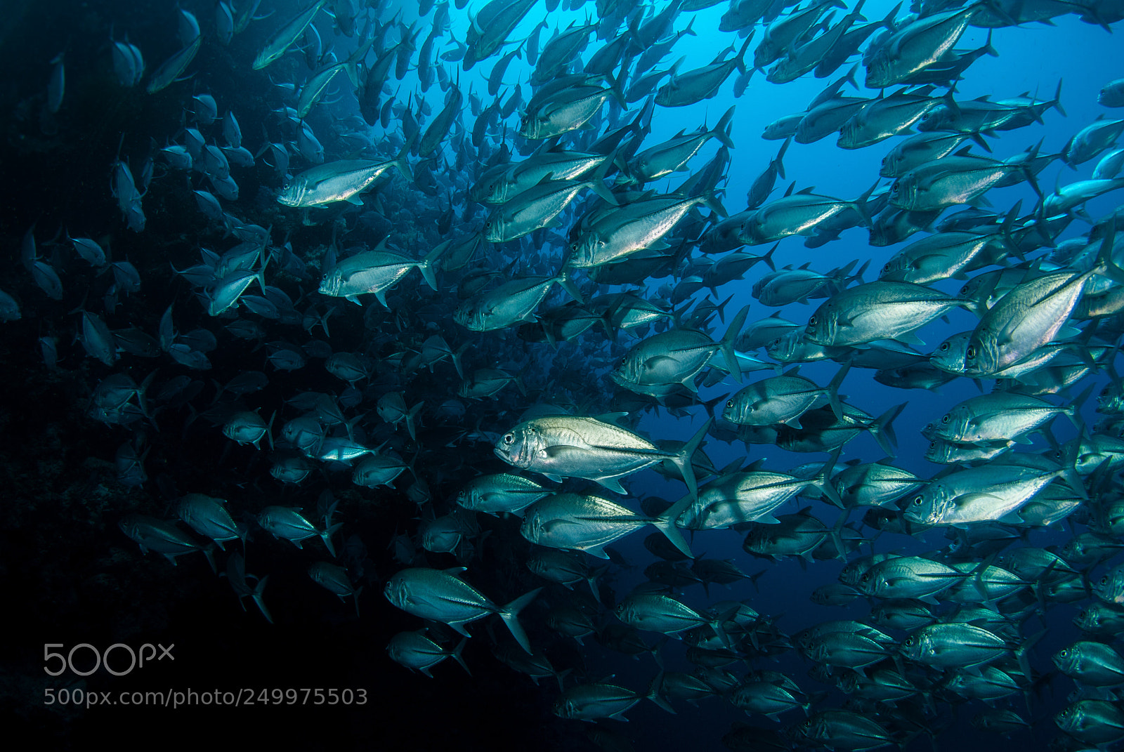 Nikon D200 sample photo. Schooling trevally photography