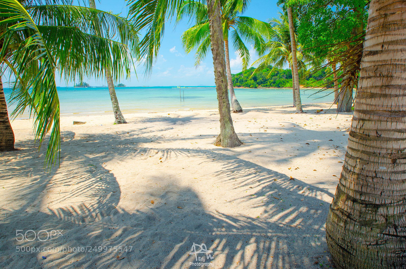 Nikon D5100 sample photo. Coconut tree photography