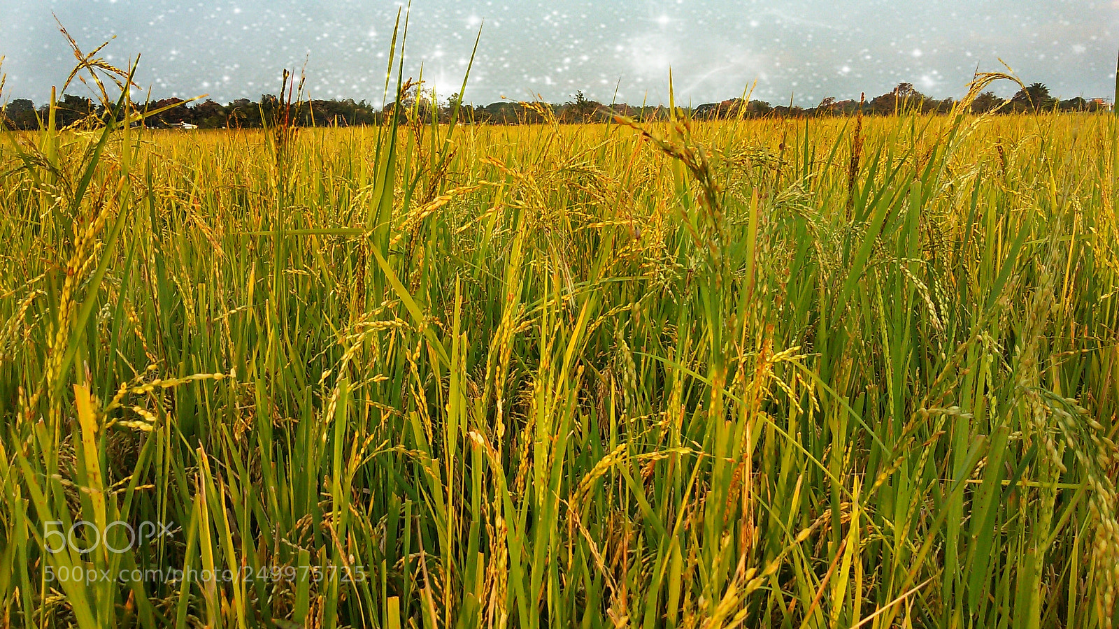 Samsung Galaxy S5 Mini sample photo. Universal rice photography