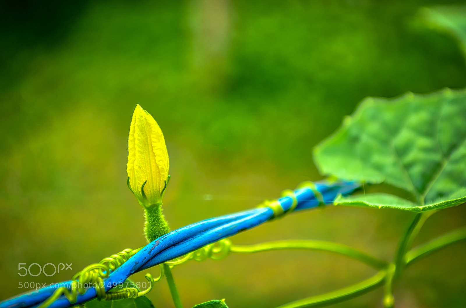 Nikon D5100 sample photo. Yellow flower bud on photography