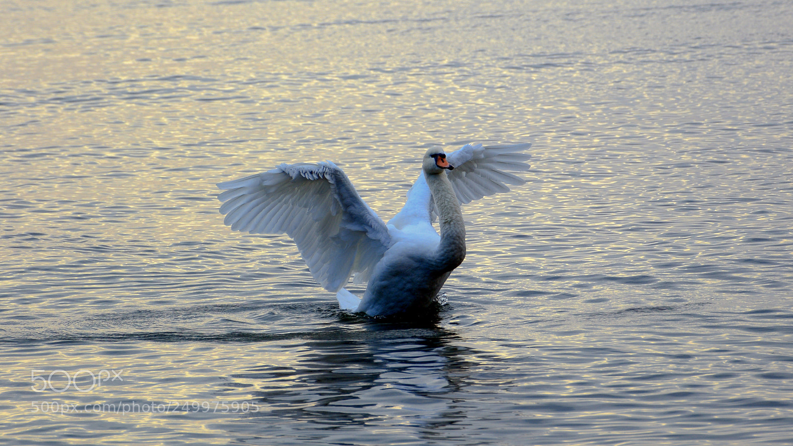 Nikon D7100 sample photo. Untitled photography
