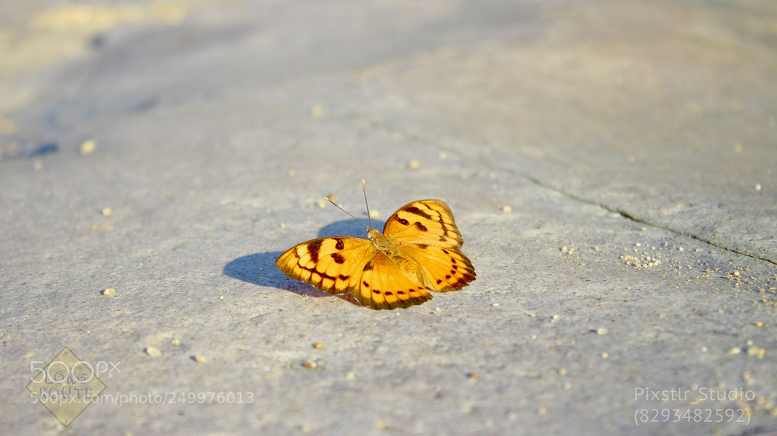 Canon EOS 700D (EOS Rebel T5i / EOS Kiss X7i) sample photo. Butterfly photography
