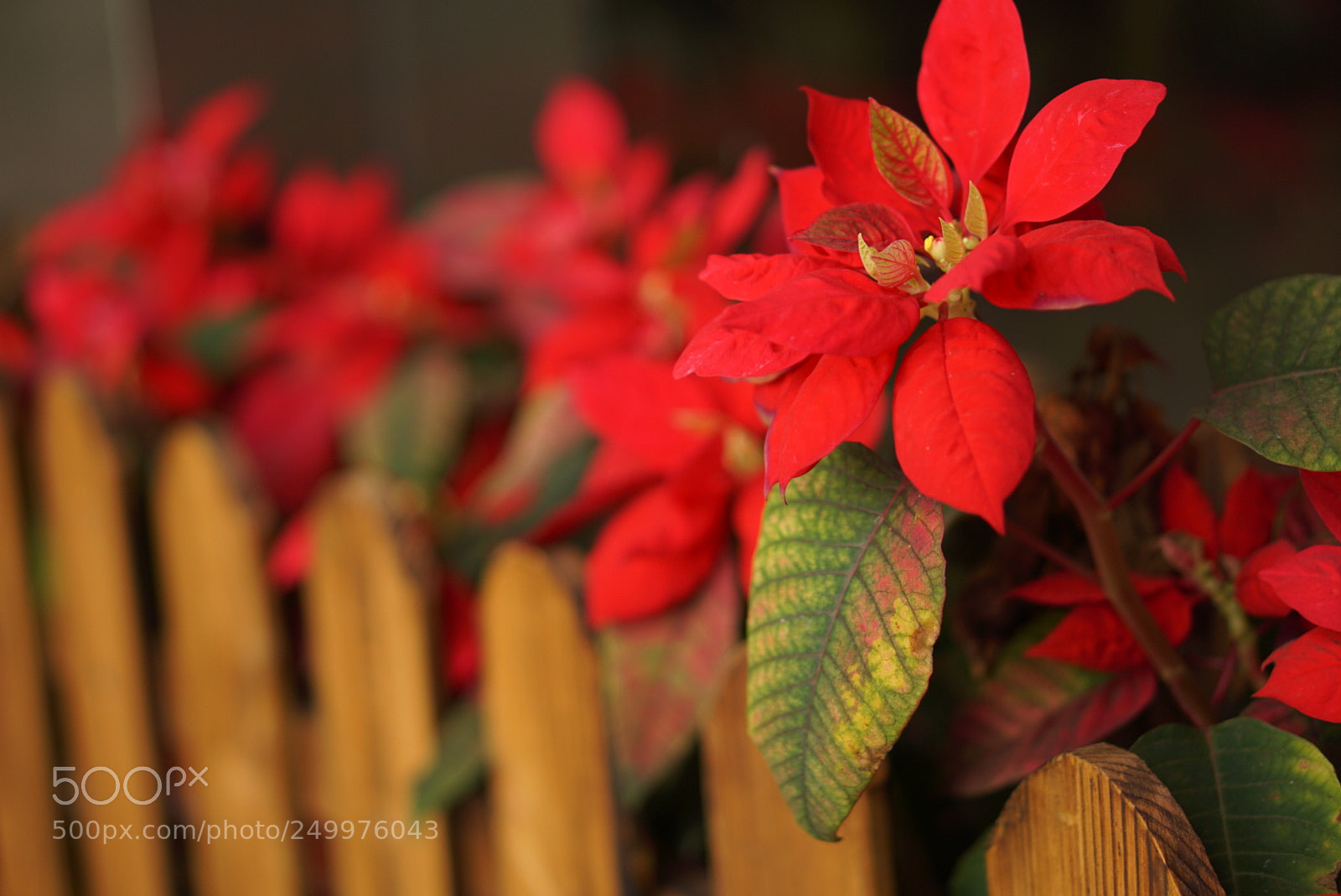Sony a6000 sample photo. Different photography