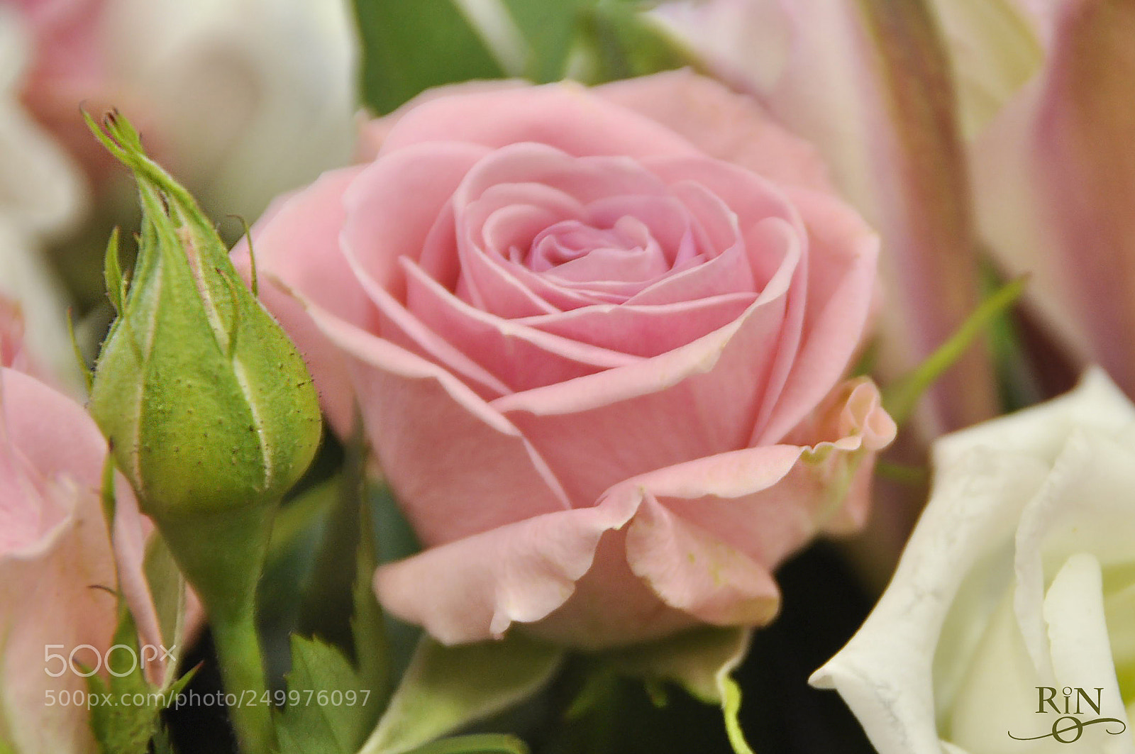 Nikon D90 sample photo. The fragrance of the photography