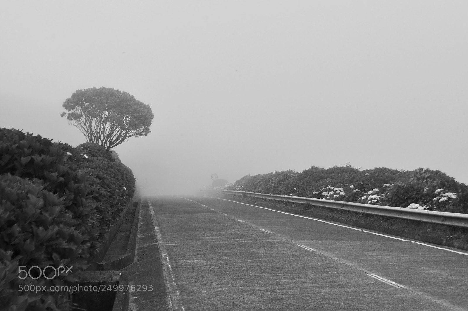 Nikon D5000 sample photo. Foggy road photography