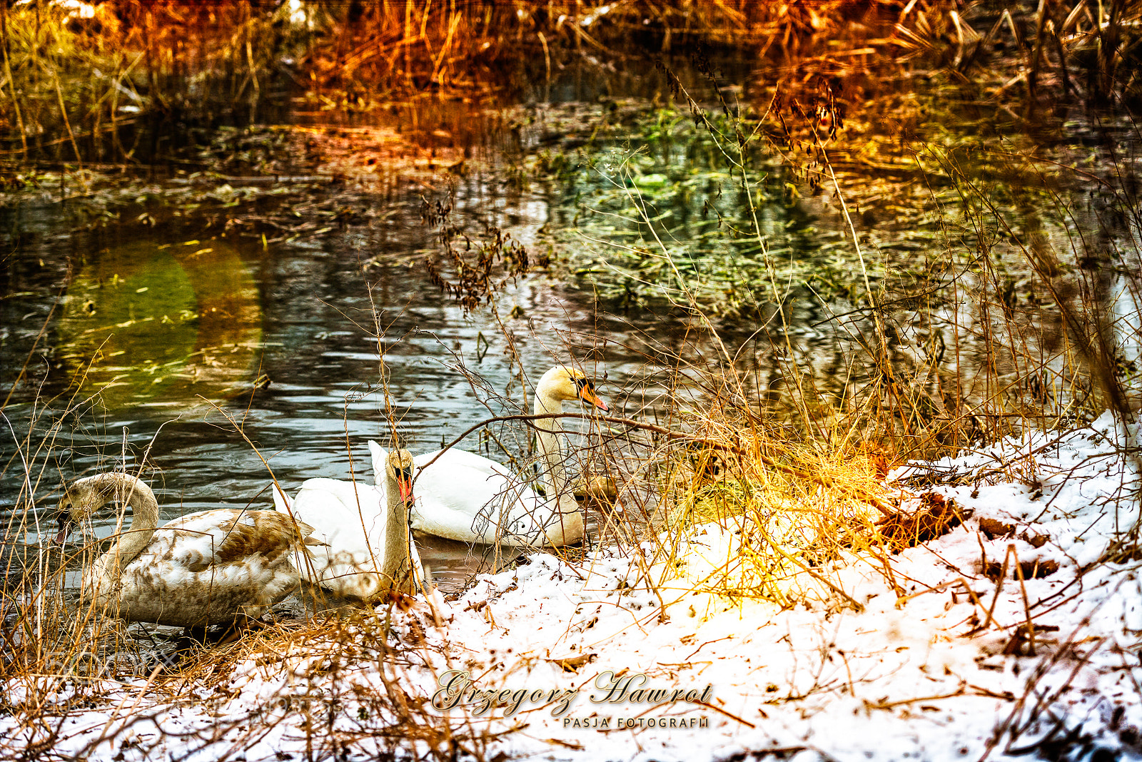 Nikon D800 sample photo. Ab dzie na zimowo photography