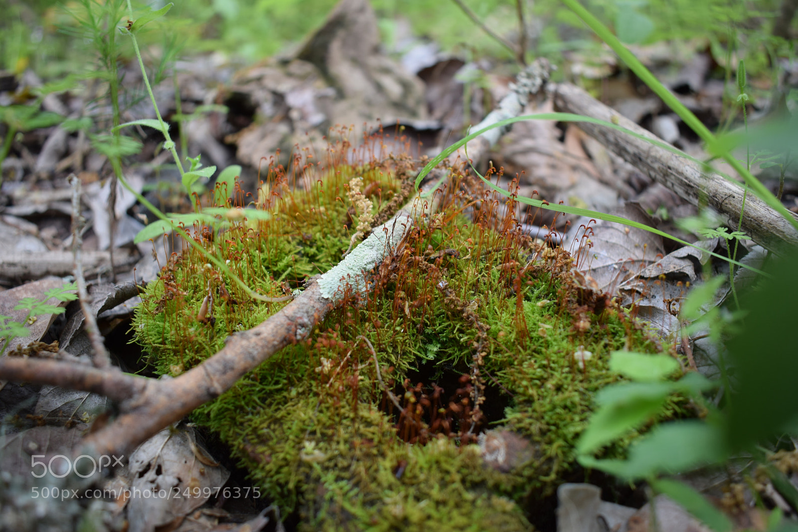 Nikon D3300 sample photo. Brick with limb photography