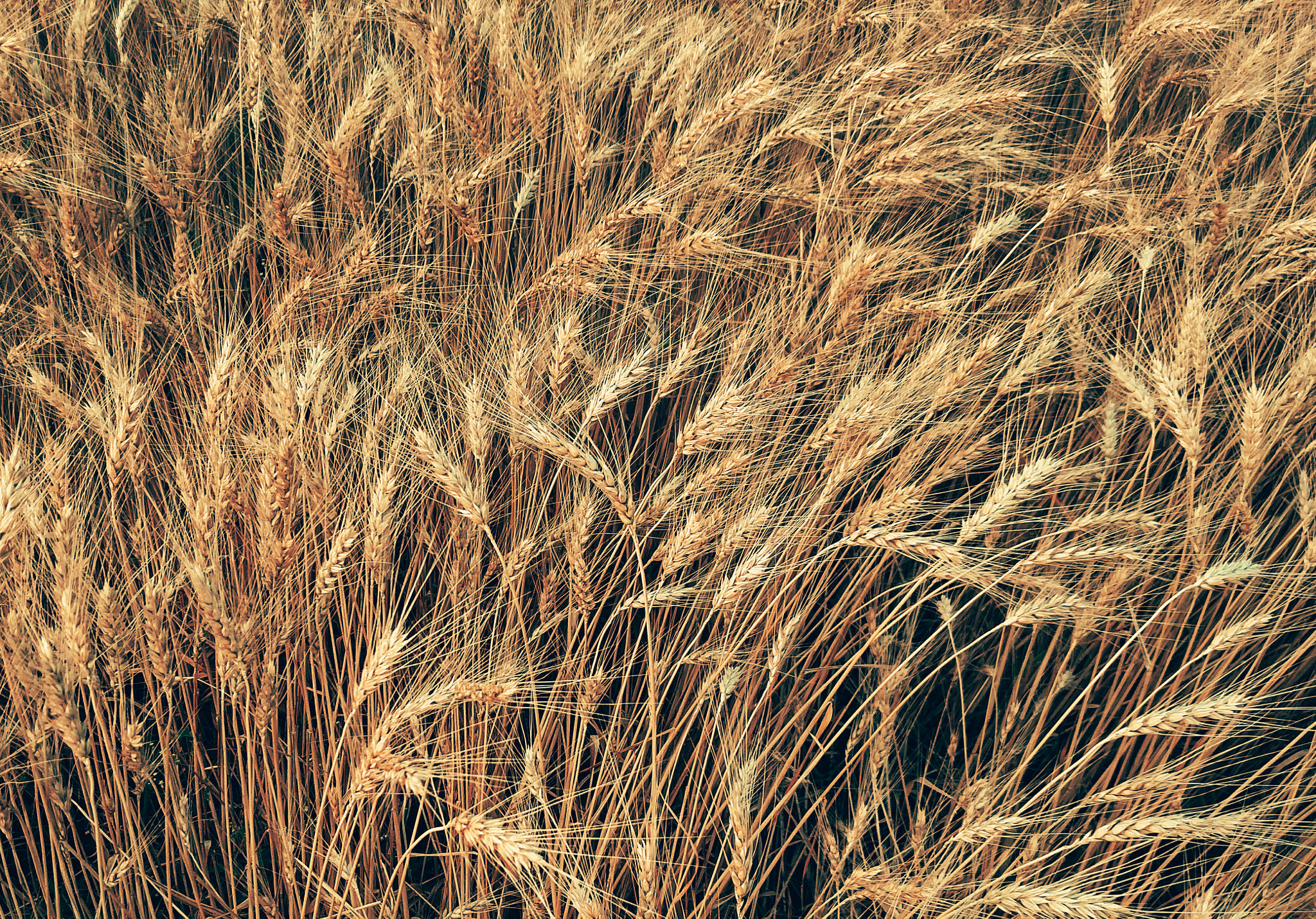 Motorola XT1225 sample photo. Golden harvest ..... photography