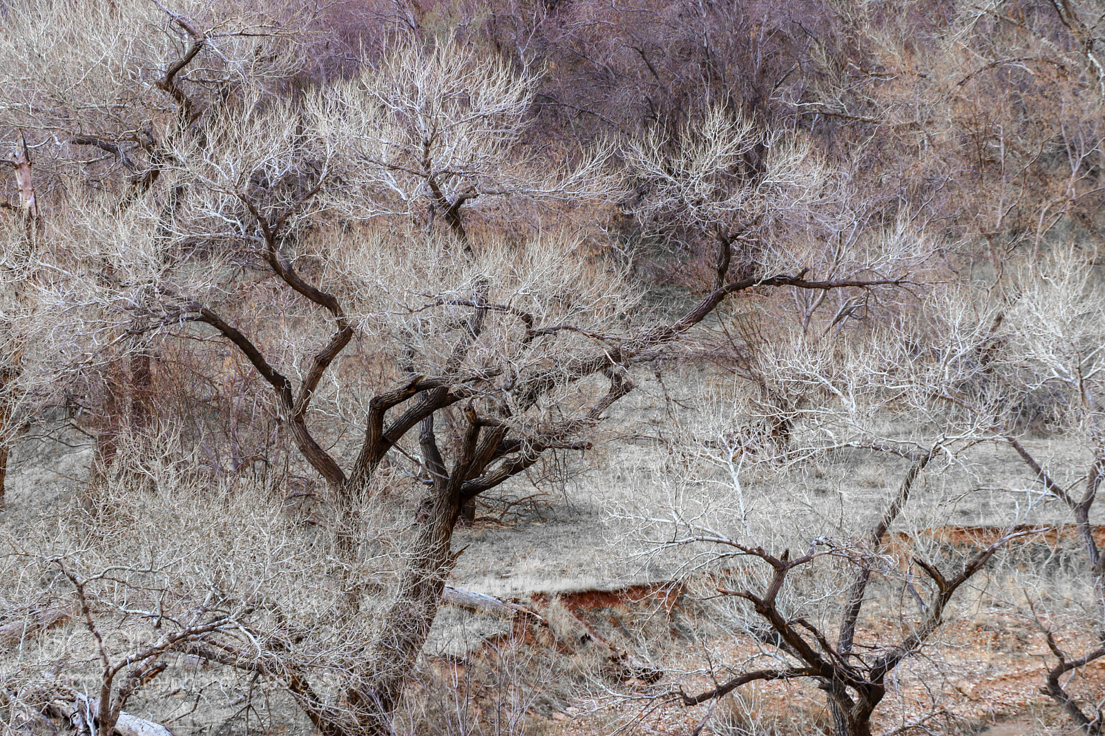 Canon EOS 80D sample photo. Tree photography