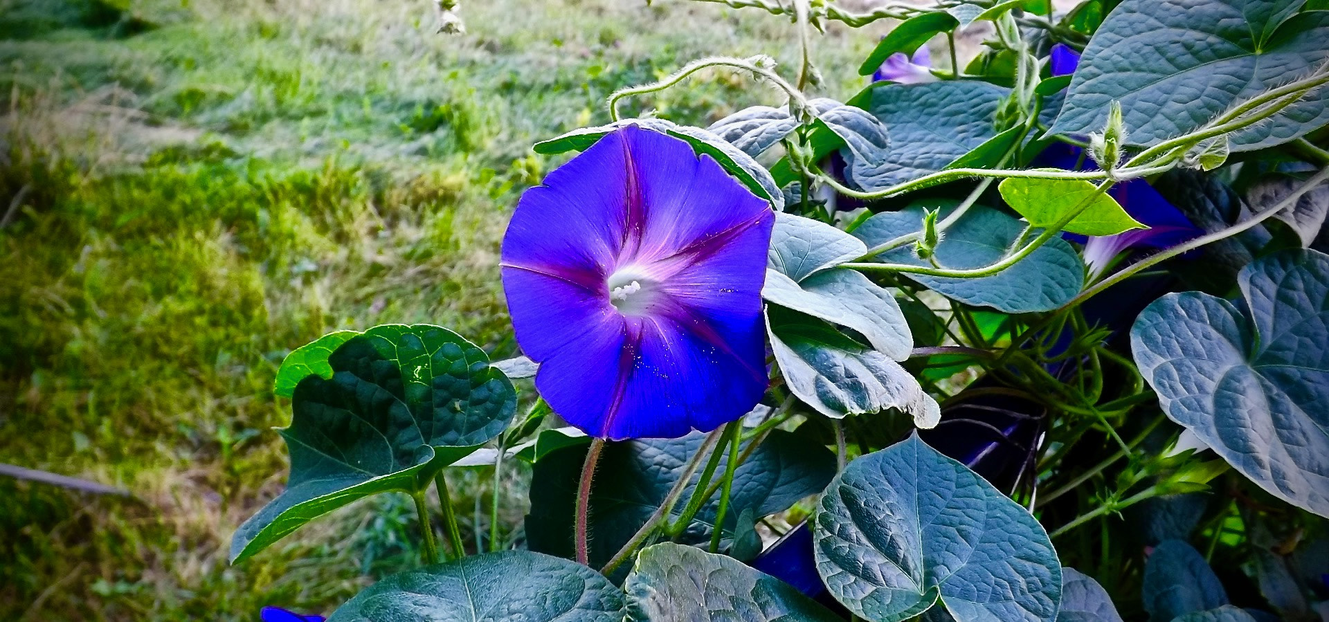 Fujifilm FinePix S4500 sample photo. Morning glory photography