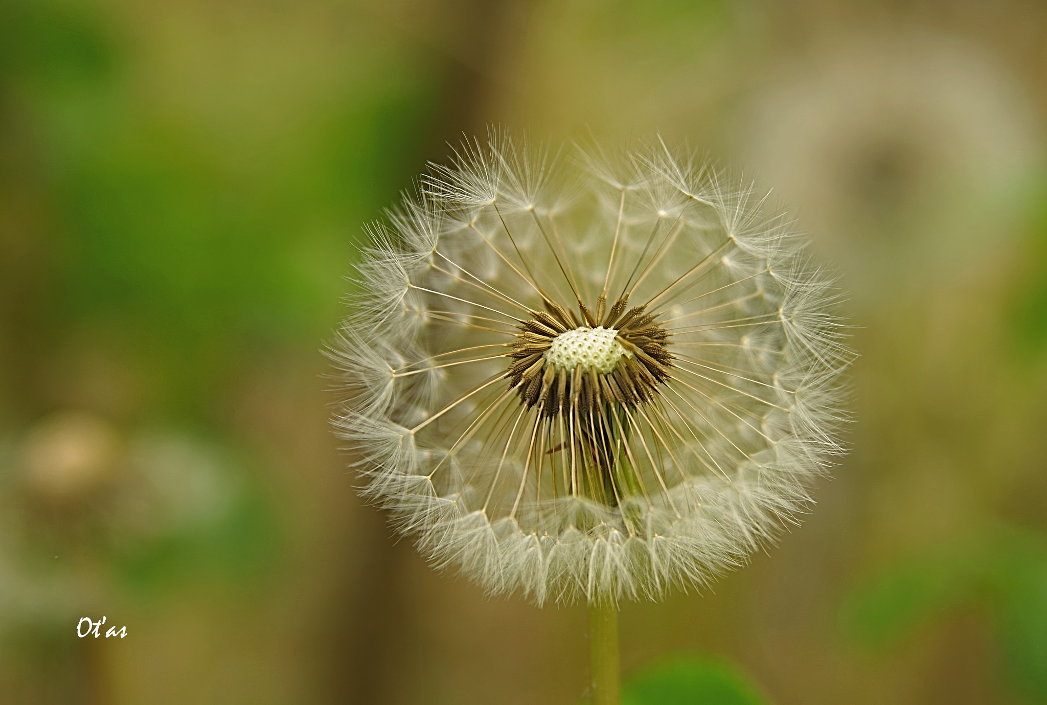 Pentax K-1 sample photo. Dandelion photography
