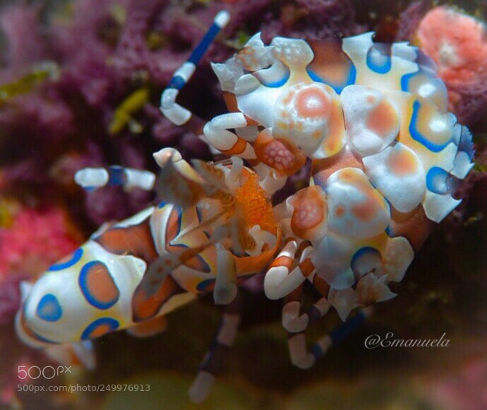 Nikon D7200 sample photo. Harlequin shrimp photography