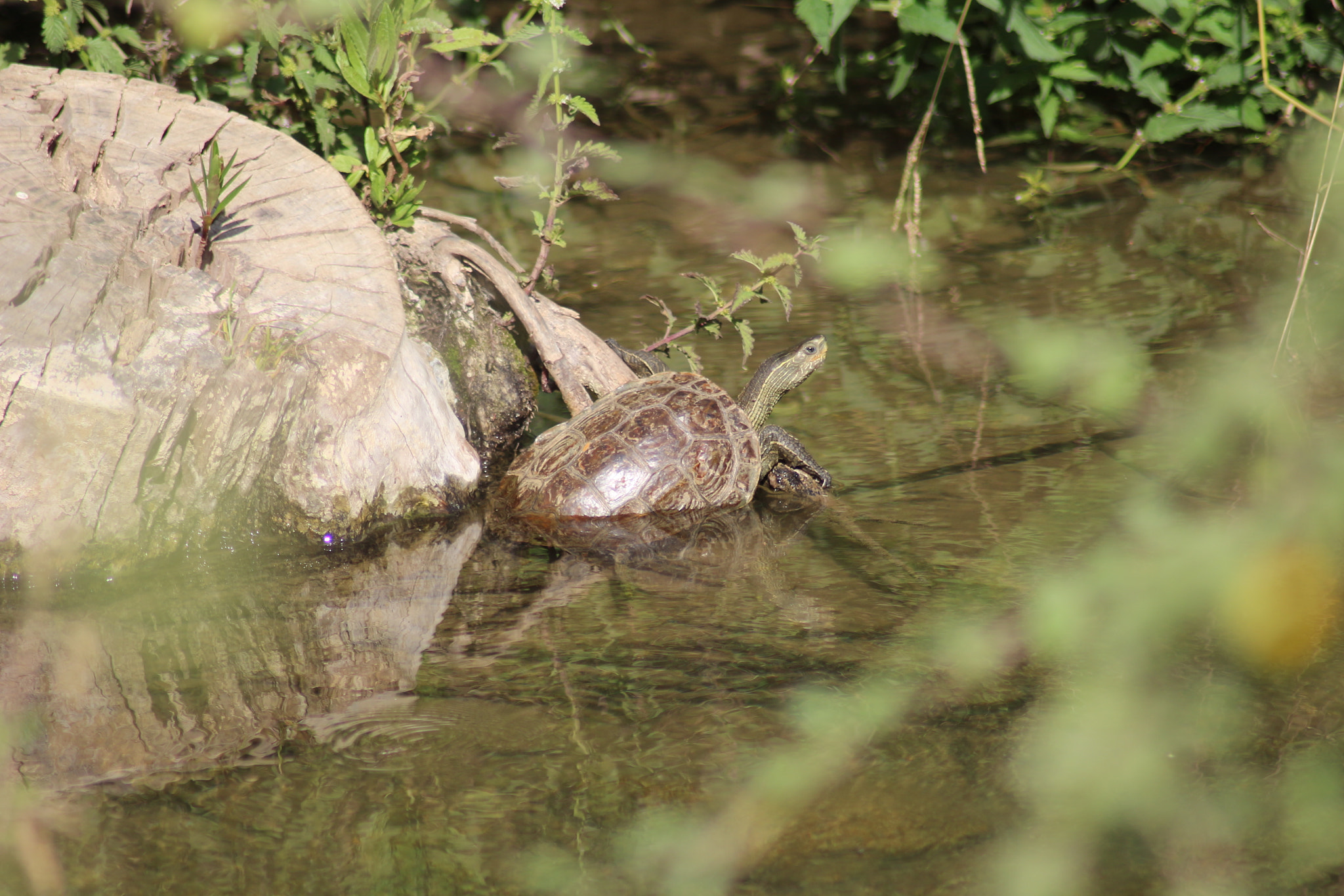 Canon EOS 700D (EOS Rebel T5i / EOS Kiss X7i) sample photo. Relaxing photography