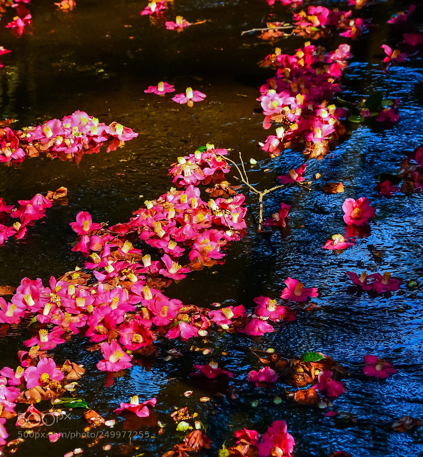 Nikon Df sample photo. Flowing camellia photography