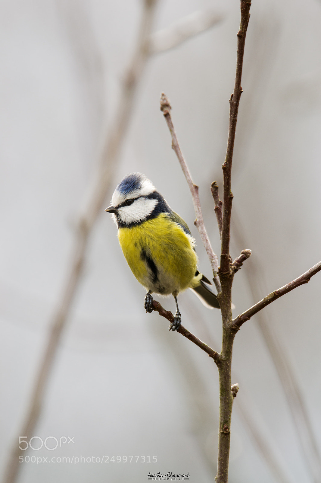 Nikon D3100 sample photo. Blue tit photography