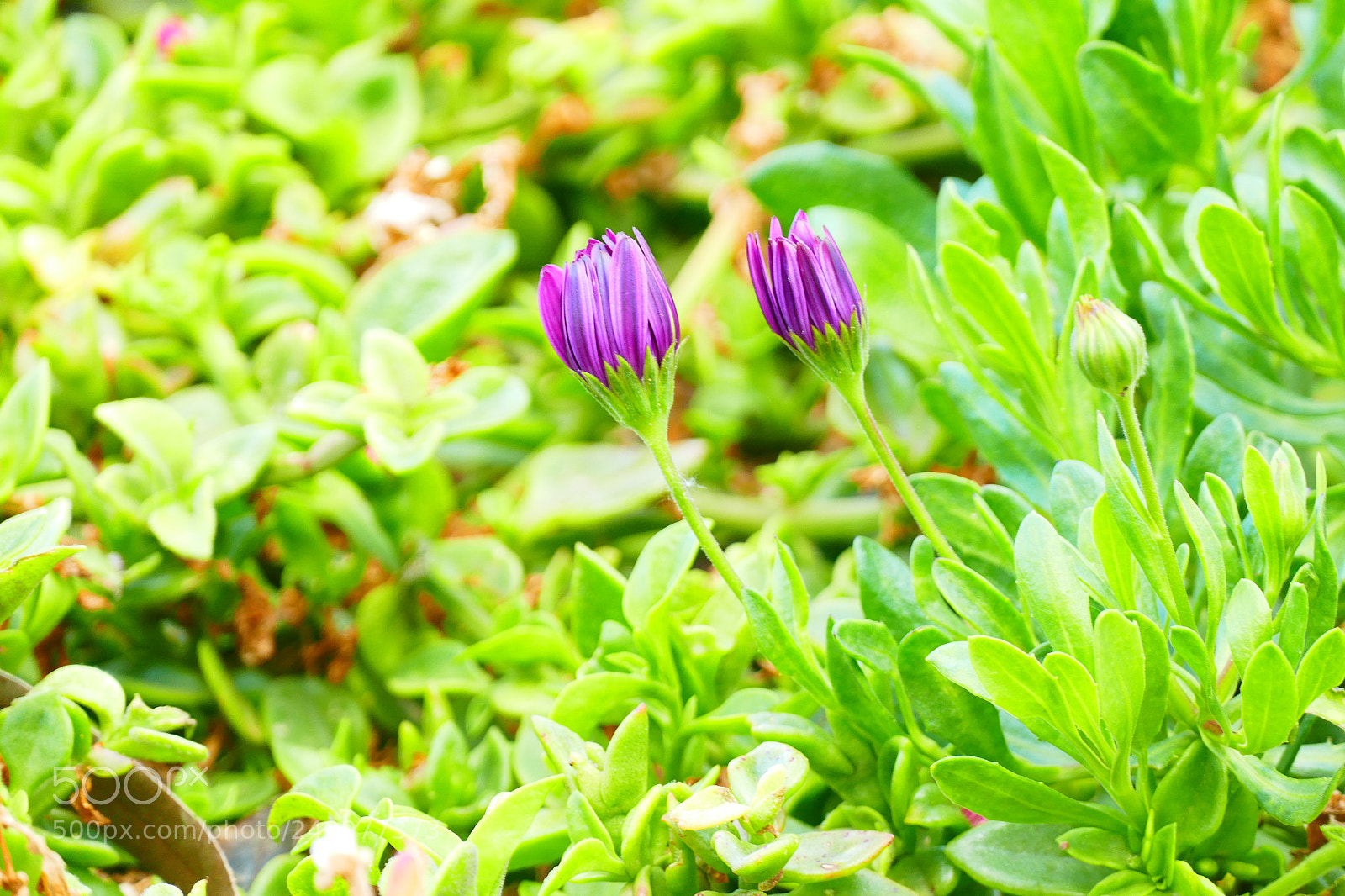 Panasonic Lumix DMC-FZ1000 sample photo. Twine photography