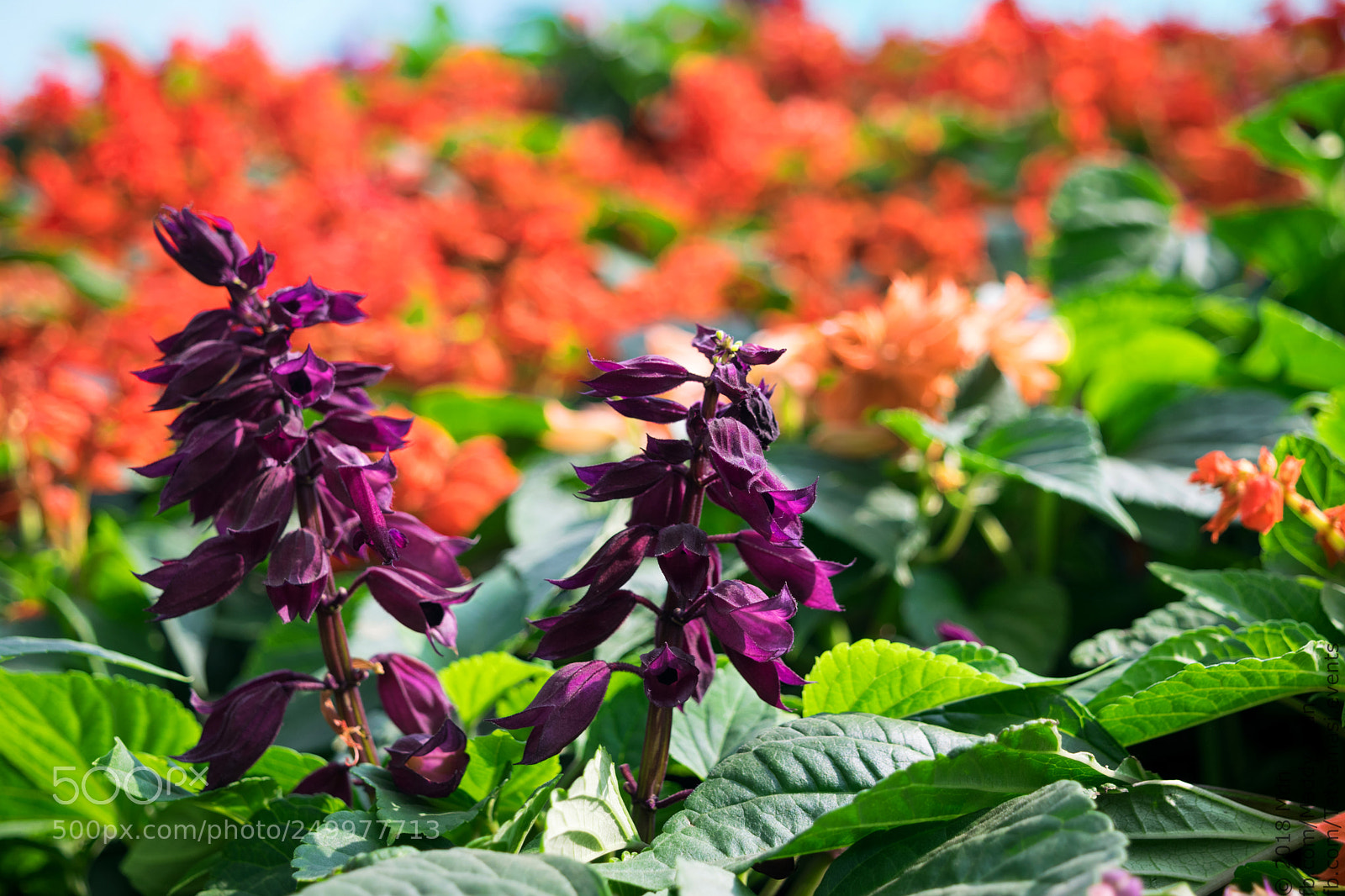 Nikon D3300 sample photo. Salvia photography