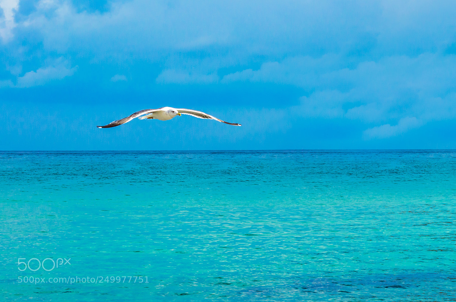 Nikon D5100 sample photo. Flight of the seagull! photography
