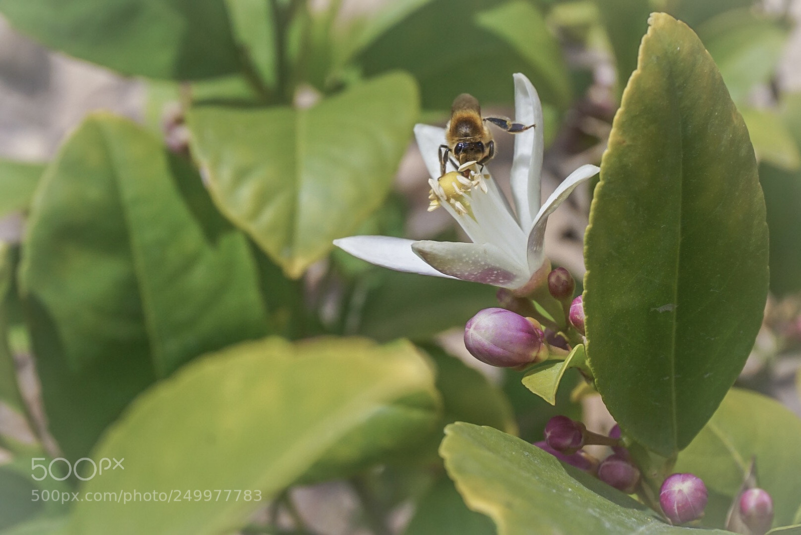 Sony a6000 sample photo. Untitled photography