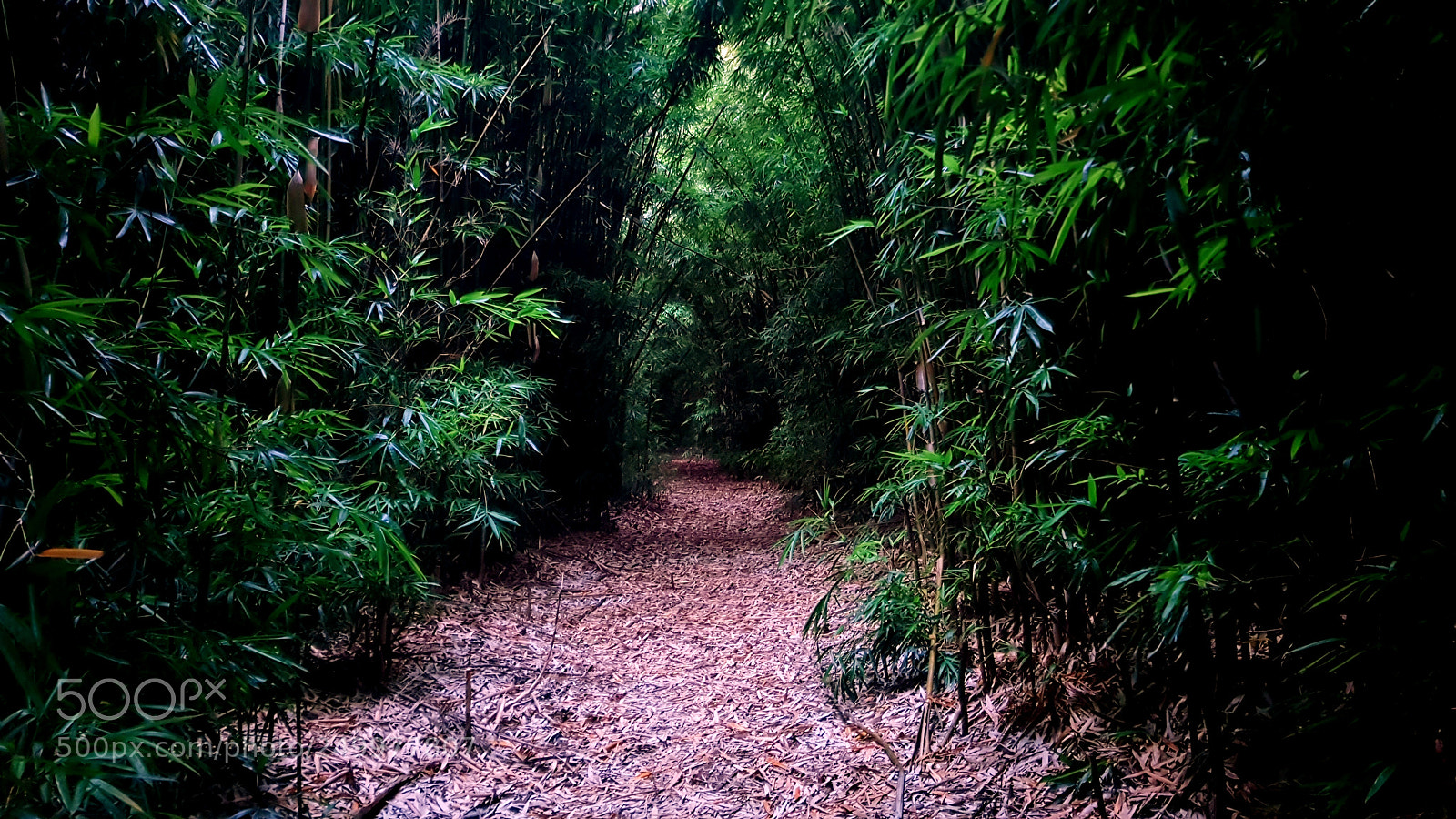 Samsung Galaxy S8 sample photo. Bamboo trail photography