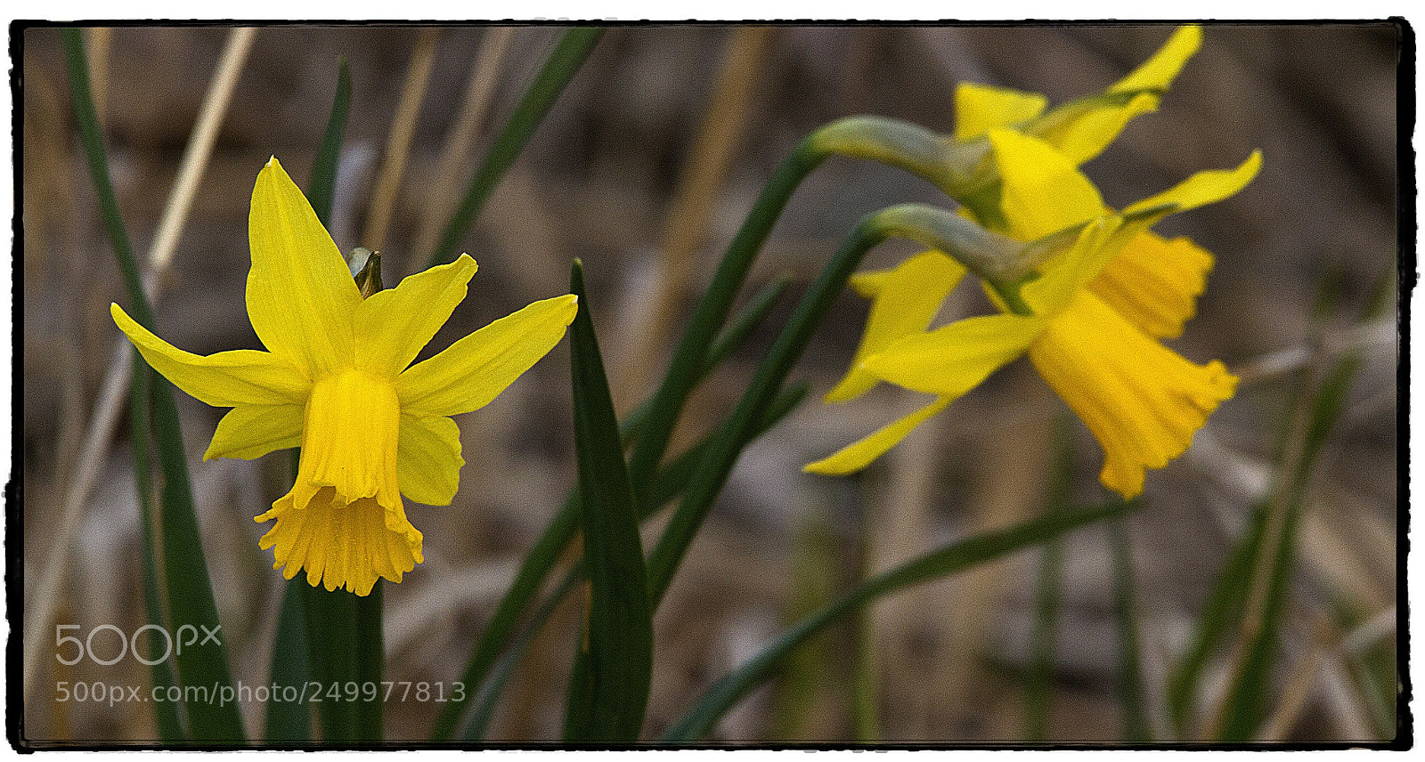 Canon EOS 7D sample photo. Yellow daffodils  photography