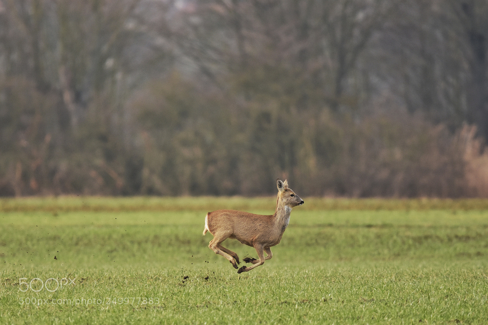 Nikon D7200 sample photo. 'run' photography